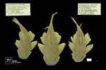 Chaetostoma formosae Ballen, 2011 by Universidad de La Salle. Museo de La Salle