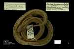 Atractus crassicaudatus (Duméril, Bibron & Duméril, 1854) by Universidad de La Salle. Museo de La Salle