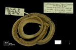 Atractus vertebrolineatus Prado, 1941 by Universidad de La Salle. Museo de La Salle