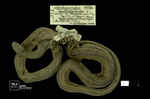 Saphenophis antioquiensis (Dunn, 1943) by Universidad de La Salle. Museo de La Salle
