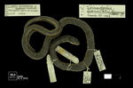 Erythrolamprus epinephelus (Cope, 1862) by Universidad de La Salle. Museo de La Salle