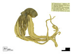 Macrotritopus beatrixi by Universidad de La Salle. Museo de La Salle