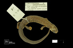 Bolitoglossa phalarosoma by Universidad de La Salle. Museo de La Salle